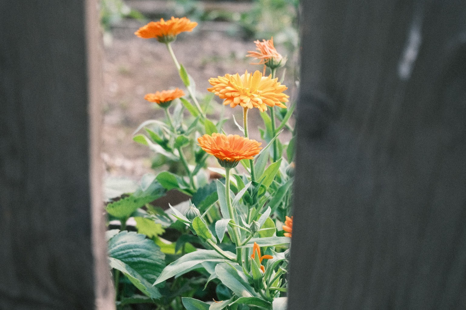 Orange Blumen durch einen schmalen Zwischenraum