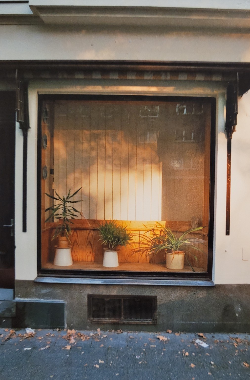 Fenster mit Pflanzen im warmen Innenlicht