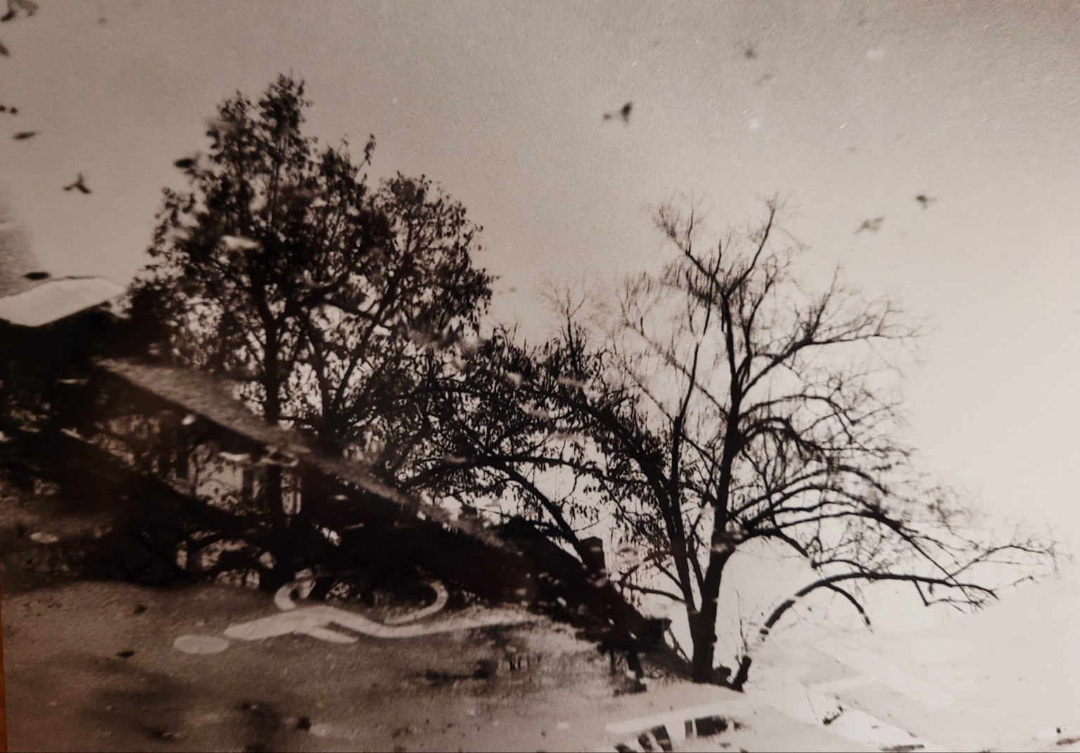 Baum und Landschaft in einer Spiegelung