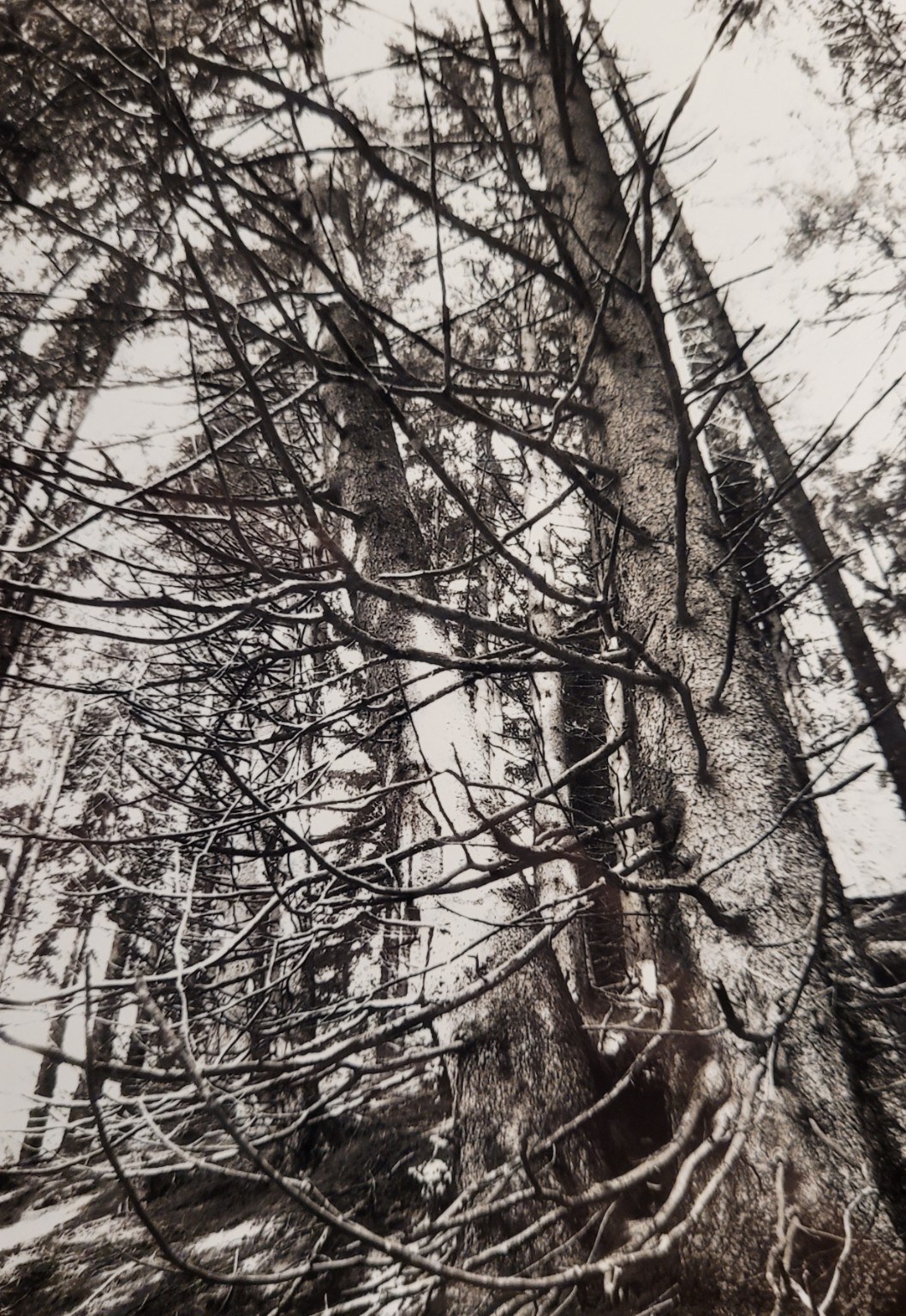 Wald mit dichtem Liniengeflecht