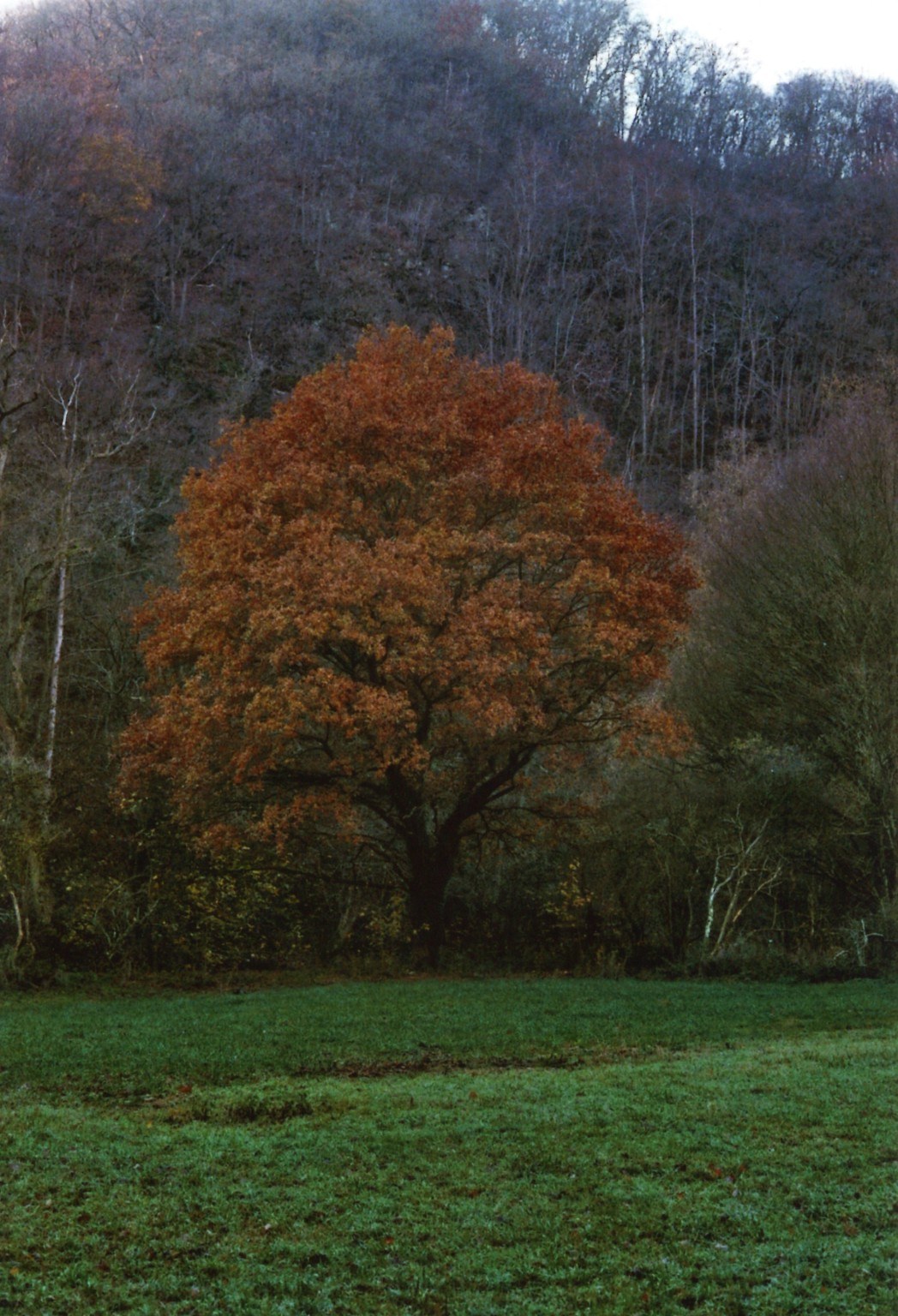 Herbstbaum vor dunklem Wald