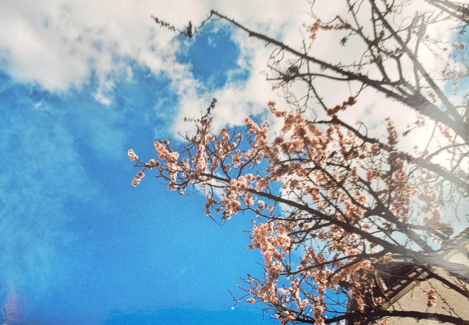 Kirschblüten vor blauem Himmel