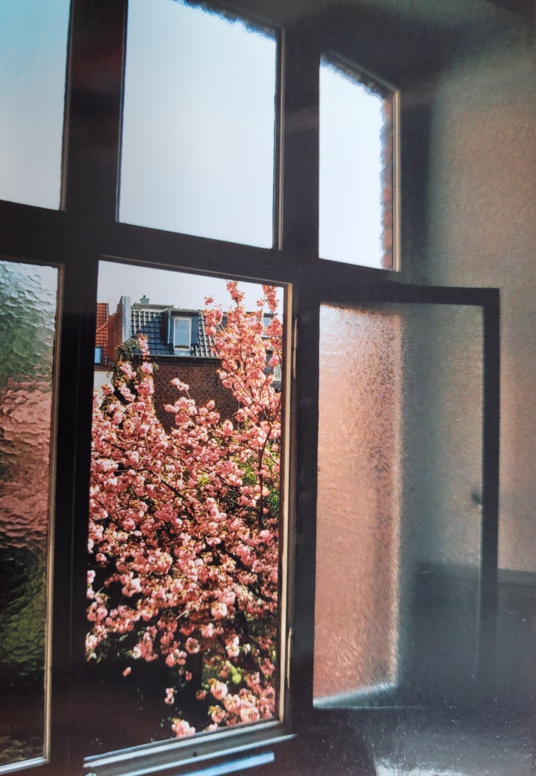 Kirschblüte im geöffneten Fenster