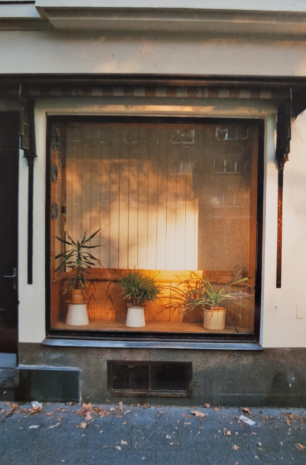 Fenster mit Pflanzen im warmen Innenlicht
